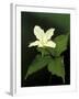 Four Petal White Trillium, Wilderness State Park, Michigan, USA-Claudia Adams-Framed Premium Photographic Print