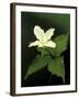 Four Petal White Trillium, Wilderness State Park, Michigan, USA-Claudia Adams-Framed Premium Photographic Print