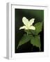 Four Petal White Trillium, Wilderness State Park, Michigan, USA-Claudia Adams-Framed Photographic Print