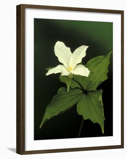 Four Petal White Trillium, Wilderness State Park, Michigan, USA-Claudia Adams-Framed Photographic Print