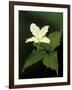 Four Petal White Trillium, Wilderness State Park, Michigan, USA-Claudia Adams-Framed Photographic Print