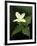 Four Petal White Trillium, Wilderness State Park, Michigan, USA-Claudia Adams-Framed Photographic Print