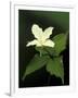 Four Petal White Trillium, Wilderness State Park, Michigan, USA-Claudia Adams-Framed Photographic Print