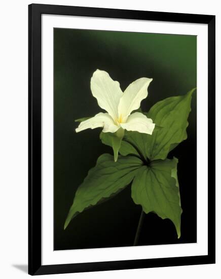 Four Petal White Trillium, Wilderness State Park, Michigan, USA-Claudia Adams-Framed Photographic Print