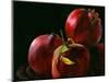 Four Pomegranates-Terri Hill-Mounted Giclee Print