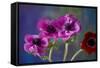 Four Poppies-Brigitte Protzel-Framed Stretched Canvas