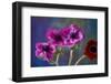 Four Poppies-Brigitte Protzel-Framed Photographic Print