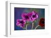 Four Poppies-Brigitte Protzel-Framed Photographic Print