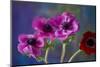 Four Poppies-Brigitte Protzel-Mounted Photographic Print