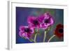 Four Poppies-Brigitte Protzel-Framed Photographic Print