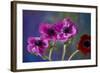 Four Poppies-Brigitte Protzel-Framed Photographic Print