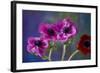 Four Poppies-Brigitte Protzel-Framed Photographic Print