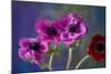 Four Poppies-Brigitte Protzel-Mounted Photographic Print