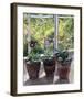 Four Pots of Auriculas-J Morley-Framed Art Print