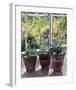 Four Pots of Auriculas-J Morley-Framed Art Print