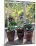 Four Pots of Auriculas-J Morley-Mounted Art Print