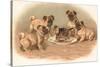 Four Pug Dogs Sitting around a Kitten on a Plate-English School-Stretched Canvas