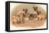 Four Pug Dogs Sitting around a Kitten on a Plate-English School-Framed Stretched Canvas
