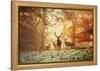 Four Red Deer, Cervus Elaphus, in the Forest in Autumn-Alex Saberi-Framed Stretched Canvas
