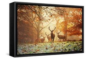 Four Red Deer, Cervus Elaphus, in the Forest in Autumn-Alex Saberi-Framed Stretched Canvas