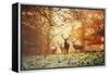 Four Red Deer, Cervus Elaphus, in the Forest in Autumn-Alex Saberi-Framed Stretched Canvas