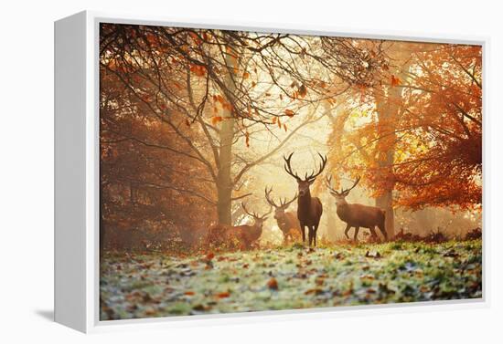 Four Red Deer, Cervus Elaphus, in the Forest in Autumn-Alex Saberi-Framed Stretched Canvas