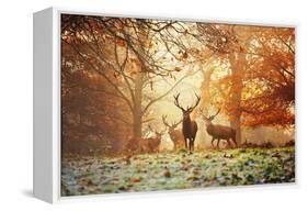 Four Red Deer, Cervus Elaphus, in the Forest in Autumn-Alex Saberi-Framed Stretched Canvas