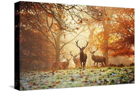 Four Red Deer, Cervus Elaphus, in the Forest in Autumn-Alex Saberi-Stretched Canvas