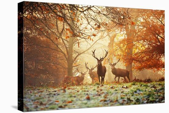 Four Red Deer, Cervus Elaphus, in the Forest in Autumn-Alex Saberi-Stretched Canvas