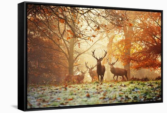 Four Red Deer, Cervus Elaphus, in the Forest in Autumn-Alex Saberi-Framed Stretched Canvas