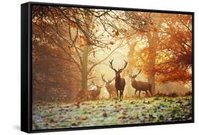 Four Red Deer, Cervus Elaphus, in the Forest in Autumn-Alex Saberi-Framed Stretched Canvas