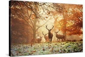 Four Red Deer, Cervus Elaphus, in the Forest in Autumn-Alex Saberi-Stretched Canvas