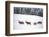 Four Red Deer Stags Walking and Grazing on Open Snow-Covered Moorland, Cairngorms Np, Scotland, UK-Mark Hamblin-Framed Photographic Print