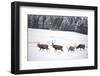 Four Red Deer Stags Walking and Grazing on Open Snow-Covered Moorland, Cairngorms Np, Scotland, UK-Mark Hamblin-Framed Photographic Print