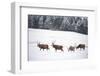 Four Red Deer Stags Walking and Grazing on Open Snow-Covered Moorland, Cairngorms Np, Scotland, UK-Mark Hamblin-Framed Photographic Print