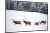 Four Red Deer Stags Walking and Grazing on Open Snow-Covered Moorland, Cairngorms Np, Scotland, UK-Mark Hamblin-Mounted Photographic Print