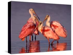 Four Roseate Spoonbills at Dawn, Ding Darling NWR, Sanibel Island, Florida, USA-Charles Sleicher-Stretched Canvas