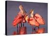 Four Roseate Spoonbills at Dawn, Ding Darling NWR, Sanibel Island, Florida, USA-Charles Sleicher-Stretched Canvas