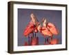 Four Roseate Spoonbills at Dawn, Ding Darling NWR, Sanibel Island, Florida, USA-Charles Sleicher-Framed Photographic Print