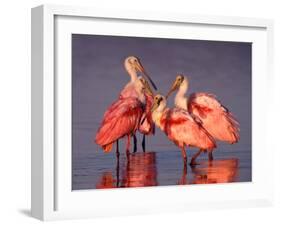 Four Roseate Spoonbills at Dawn, Ding Darling NWR, Sanibel Island, Florida, USA-Charles Sleicher-Framed Photographic Print