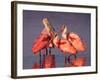 Four Roseate Spoonbills at Dawn, Ding Darling NWR, Sanibel Island, Florida, USA-Charles Sleicher-Framed Photographic Print