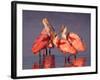 Four Roseate Spoonbills at Dawn, Ding Darling NWR, Sanibel Island, Florida, USA-Charles Sleicher-Framed Photographic Print