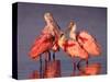 Four Roseate Spoonbills at Dawn, Ding Darling NWR, Sanibel Island, Florida, USA-Charles Sleicher-Stretched Canvas