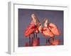 Four Roseate Spoonbills at Dawn-Charles Sleicher-Framed Photographic Print