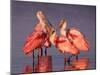 Four Roseate Spoonbills at Dawn-Charles Sleicher-Mounted Photographic Print