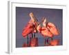 Four Roseate Spoonbills at Dawn-Charles Sleicher-Framed Photographic Print