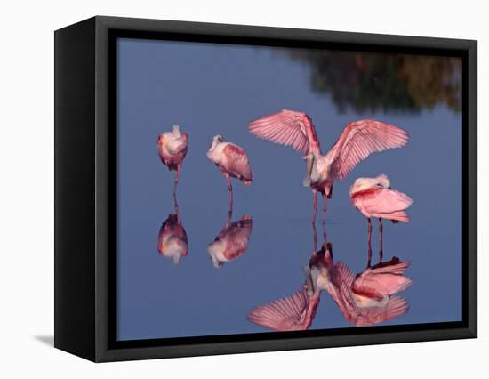 Four Roseate Spoonbills Standing in Shallow Water, Ding Darling NWR, Sanibel Island, Florida, USA-Charles Sleicher-Framed Stretched Canvas