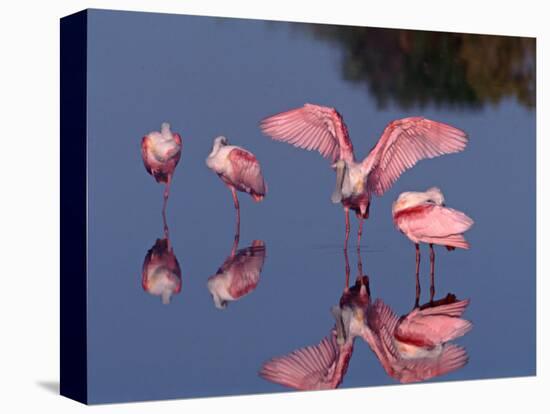 Four Roseate Spoonbills Standing in Shallow Water, Ding Darling NWR, Sanibel Island, Florida, USA-Charles Sleicher-Stretched Canvas