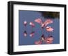 Four Roseate Spoonbills Standing in Shallow Water, Ding Darling NWR, Sanibel Island, Florida, USA-Charles Sleicher-Framed Photographic Print