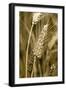 Four-rowed Barley (Hordeum Vulgare)-Paul Harcourt Davies-Framed Photographic Print